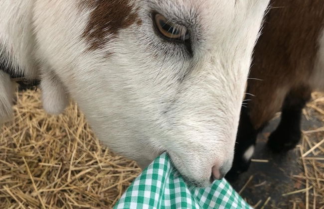 Willow Court Farm - Foto 64