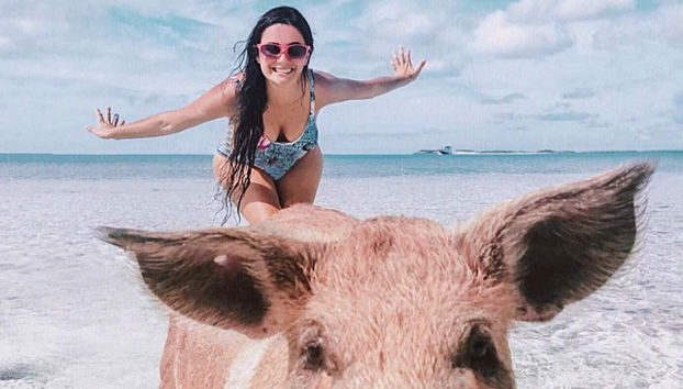 Un simpático cerdito en la Isla de los Cerdos