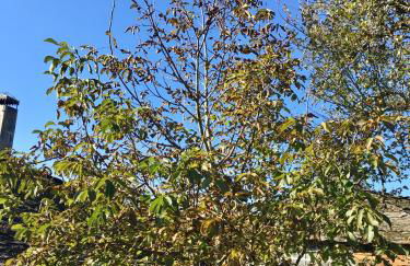 Casa da Forxa, renovated former forge/ smithy - Foto 24