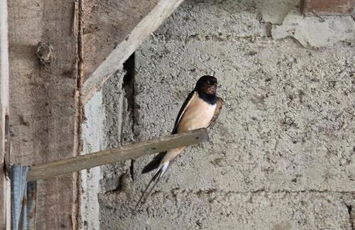 Les 3 Hirondelles - Maison avec grand jardin - Foto 17