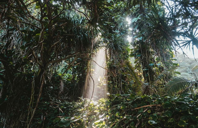 Bedulu Cliff Estate Ubud - Wood Side - Photo 76