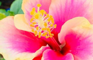 North Shore Garden Suite - Foto 17