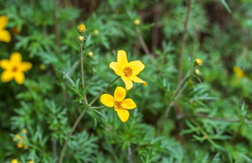 Casa Nª Srª das Graças - Foto 69