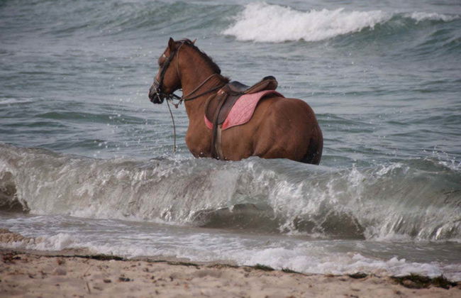 Paseo a caballo por la laguna de Djerba - Foto 2