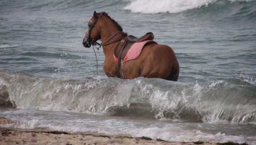 Caballo bañándose en la laguna