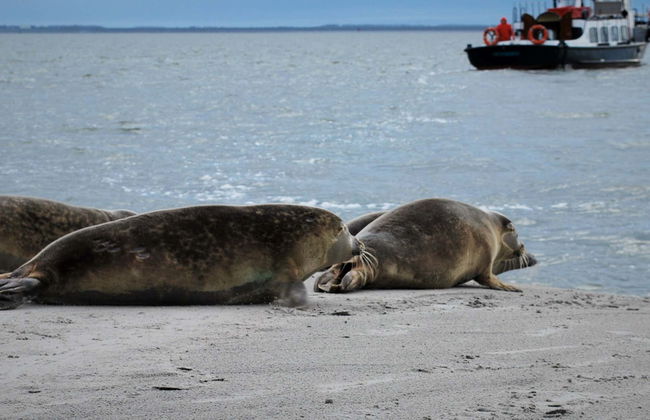 Cruzeiro pelo mar Frísio com avistamento de focas - Photo 1