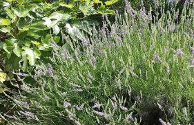 Holiday Home Drescher - Photo 20