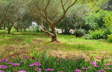 Olive Garden - Photo 25