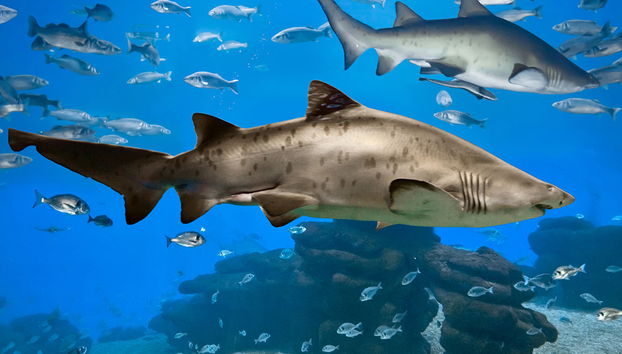 Palma Aquarium - Ticket - Foto 4