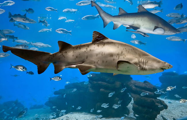 Palma Aquarium - Ticket - Foto 4