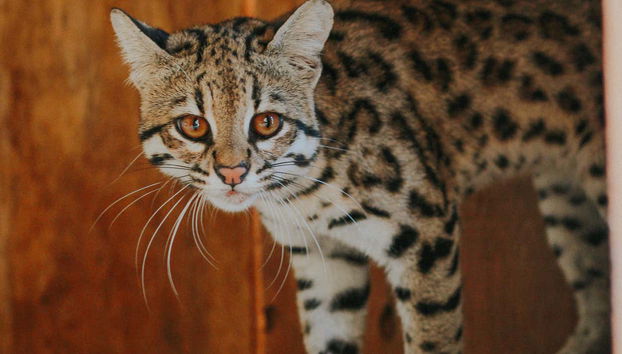 The Eco Park houses a wide variety of felines