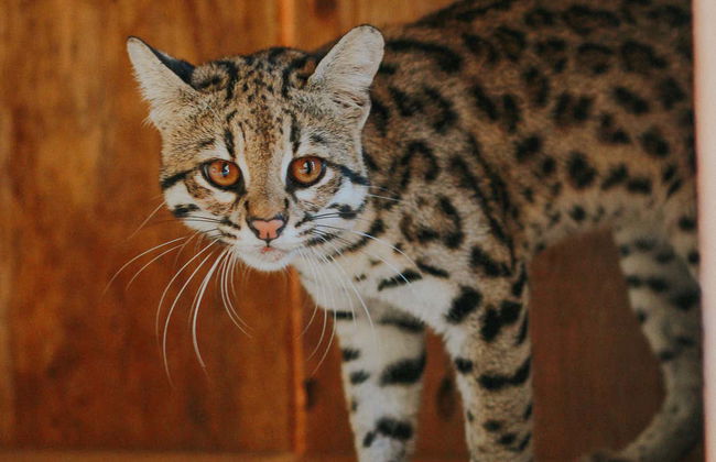 Visita guiada por Ecopark - Foto 3