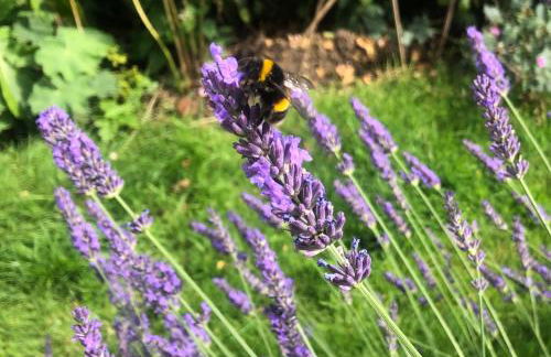 Bolton's Cottage - Foto 12