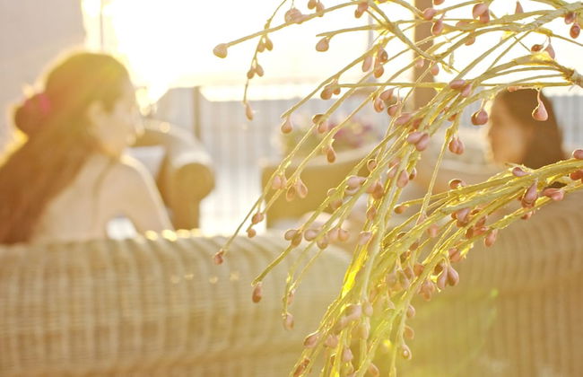 Water Lily - Foto 50