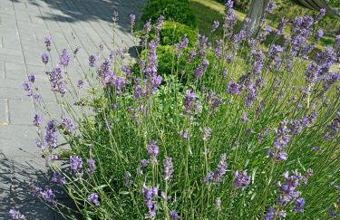 DOM w JESIONACH Brajniki - działka 1 HEKTAR - Photo 13