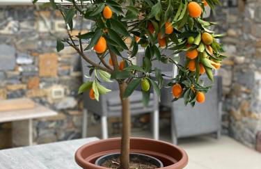 Villalino Tre Palme, Pool, 2 Schlafzimmer, 2 Bäder, Pool, Terrasse, Outdoor Fitness - Foto 6