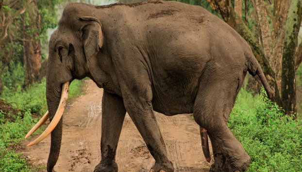 Découvrez le sanctuaire de la jungle des éléphants - Demi-journée - Photo 4