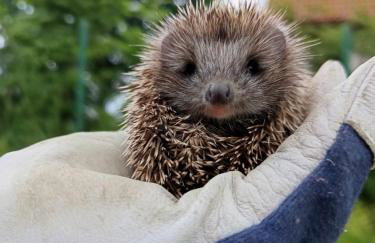 Stara Stolarnia - Foto 58