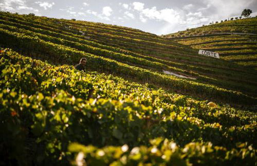 Quinta da Côrte - Foto 41