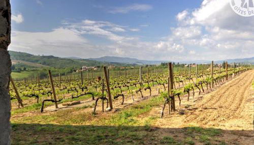 Gîte Studio avec Terrasse Privée au Cœur du Vignoble - FR-1-496-116 - Foto 3