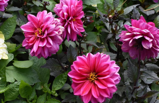 Jardines de Victoria y Butchart - Foto 8