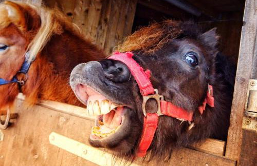 Ferienhof Gerda - Foto 7