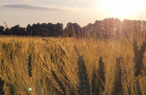 Stajnia Tarnowo Pałuckie - Foto 1