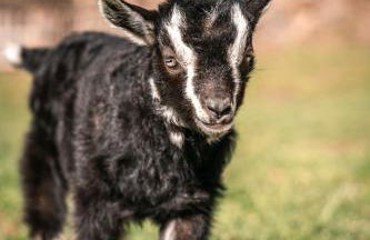 Maraias-Farm - Foto 19