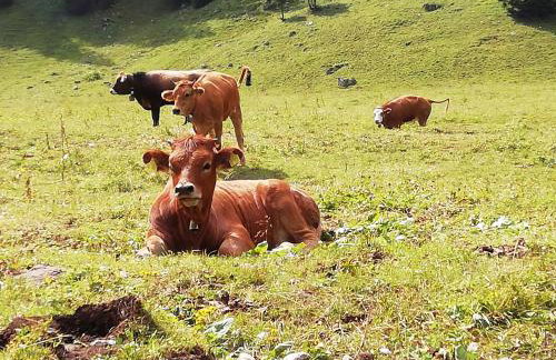 Haus Niklos - Waldeck - Photo 28