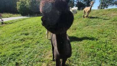 BAJKA-Domek na wsi - Foto 3