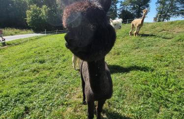 BAJKA-Domek na wsi - Foto 3