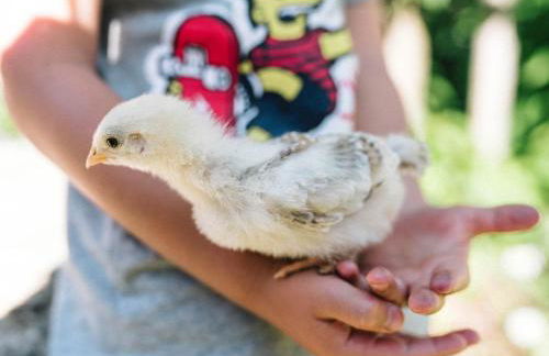 Ferienhof NaturZeit - Foto 16