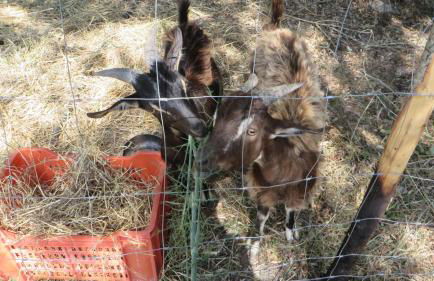 Fattoria Armonia - Foto 23