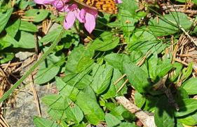 Apartament el mirador de la Cerdanya - Foto 59