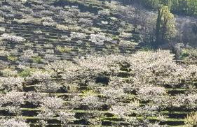 Los Naranjos de Jerte - Foto 13