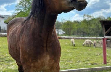 Koperkowe Rancho Beskid Wyspowy Domek Małopolskie KAMIONNA - Foto 27