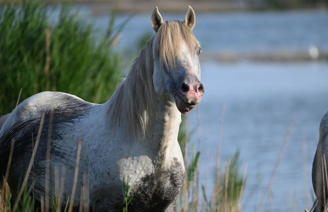 Al Ponticello Room & Breakfast - Foto 54