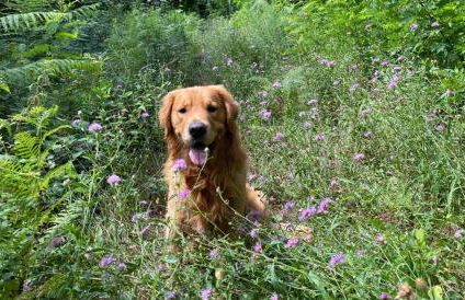 OASI LIGNANA Country Chic Apartments, nestled in a 40-hectare estate - Foto 10