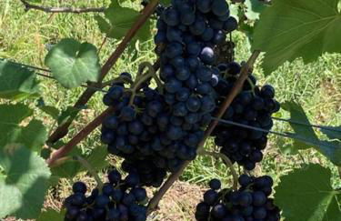 Bo'SeeAnNa I - Foto 14