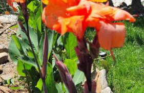 Villa Anasa Residence - Foto 46