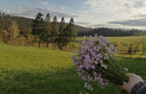 Olberówka - Foto 18