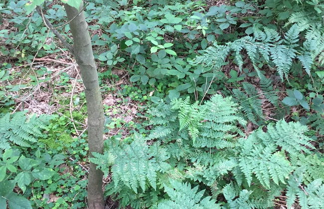 1 Twizell Lane - Foto 45