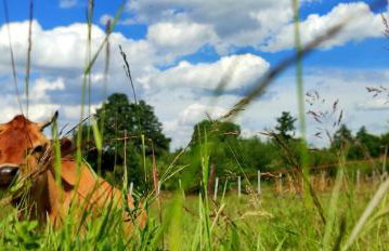 Agroturystyka Zielony Domek - Apartament na wyłączność, slow life, staw, oswojone zwierzęta gospodarskie, posiłki z własnych eko produktów - Foto 49