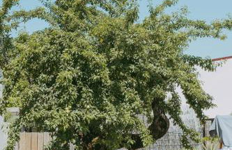 Ti Noémia - casa de vila - Foto 24