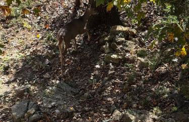 The Treehouse on Table Rock - Foto 36