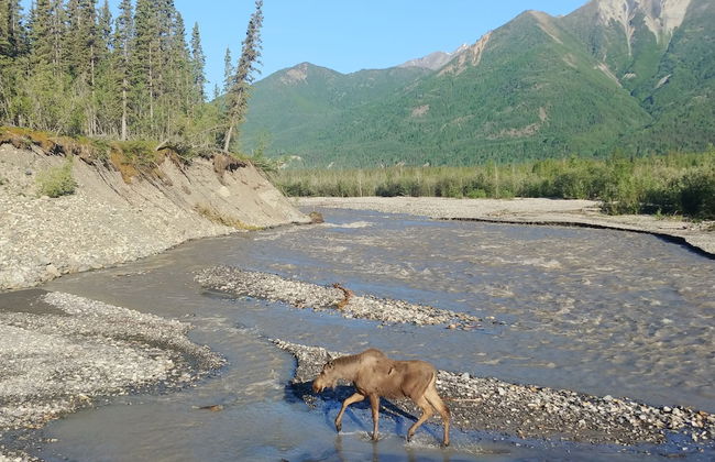 Blackburn Cabins - Photo 43