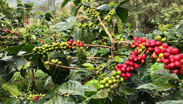 Besuch einer Kaffeefarm in Salento mit Mittagessen – Halbtages-Wanderung - Foto 4