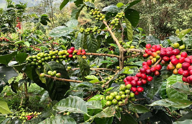 Besuch einer Kaffeefarm in Salento mit Mittagessen – Halbtages-Wanderung - Foto 4