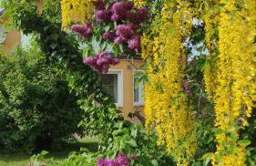 Küstenblüte - Foto 30