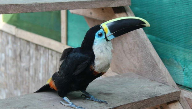 We'll see toucans and other exotic animals